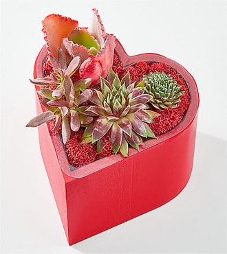 Heart Full of Love Succulent Garden - FedEx