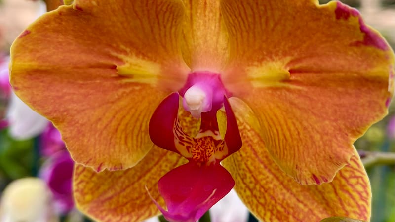 Fantasy Orchids Inc. - florist