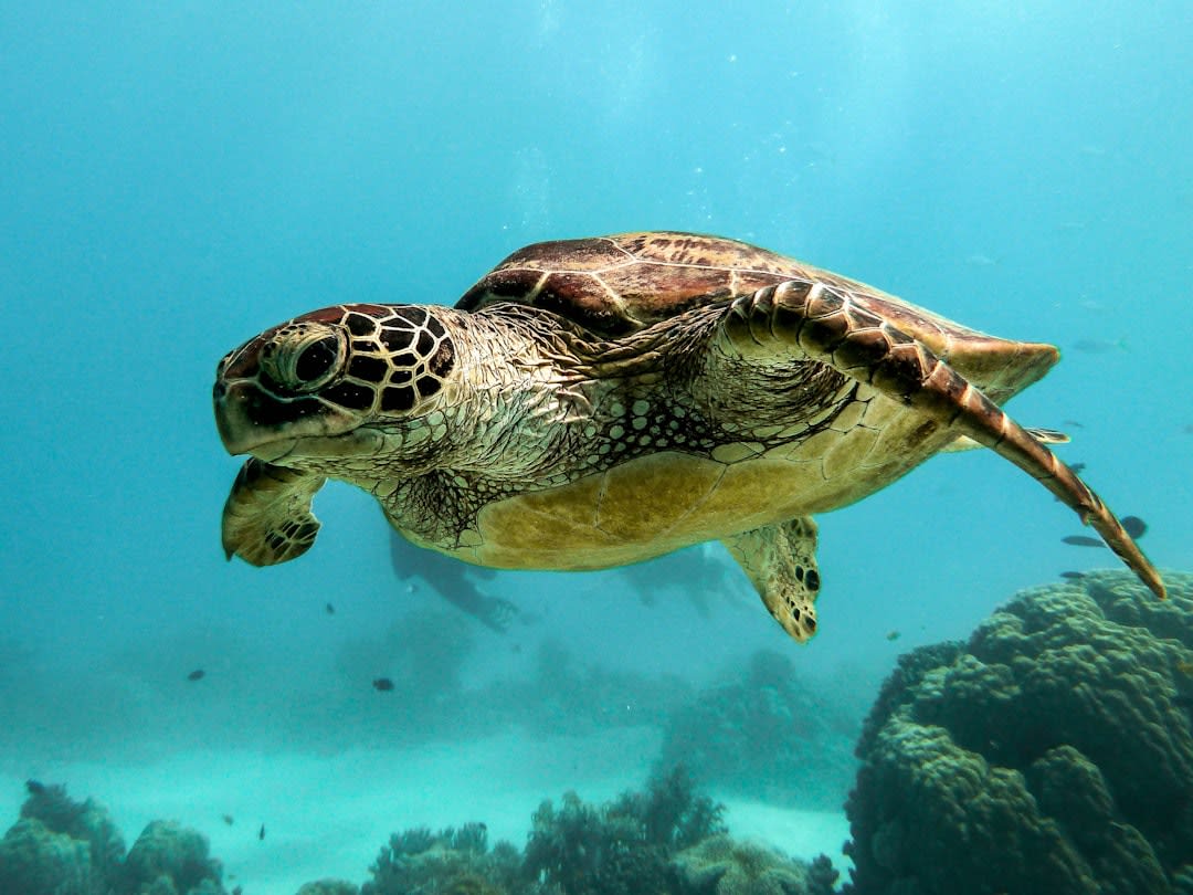 Group of entrepreneurs working on marine conservation projects