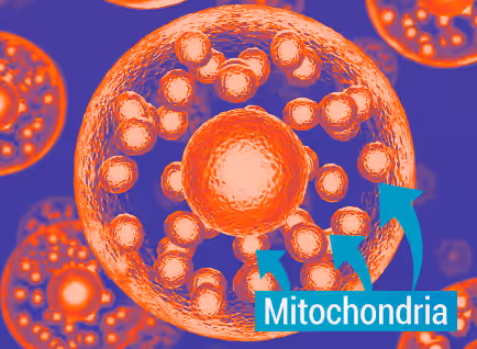 Mitochondria visual