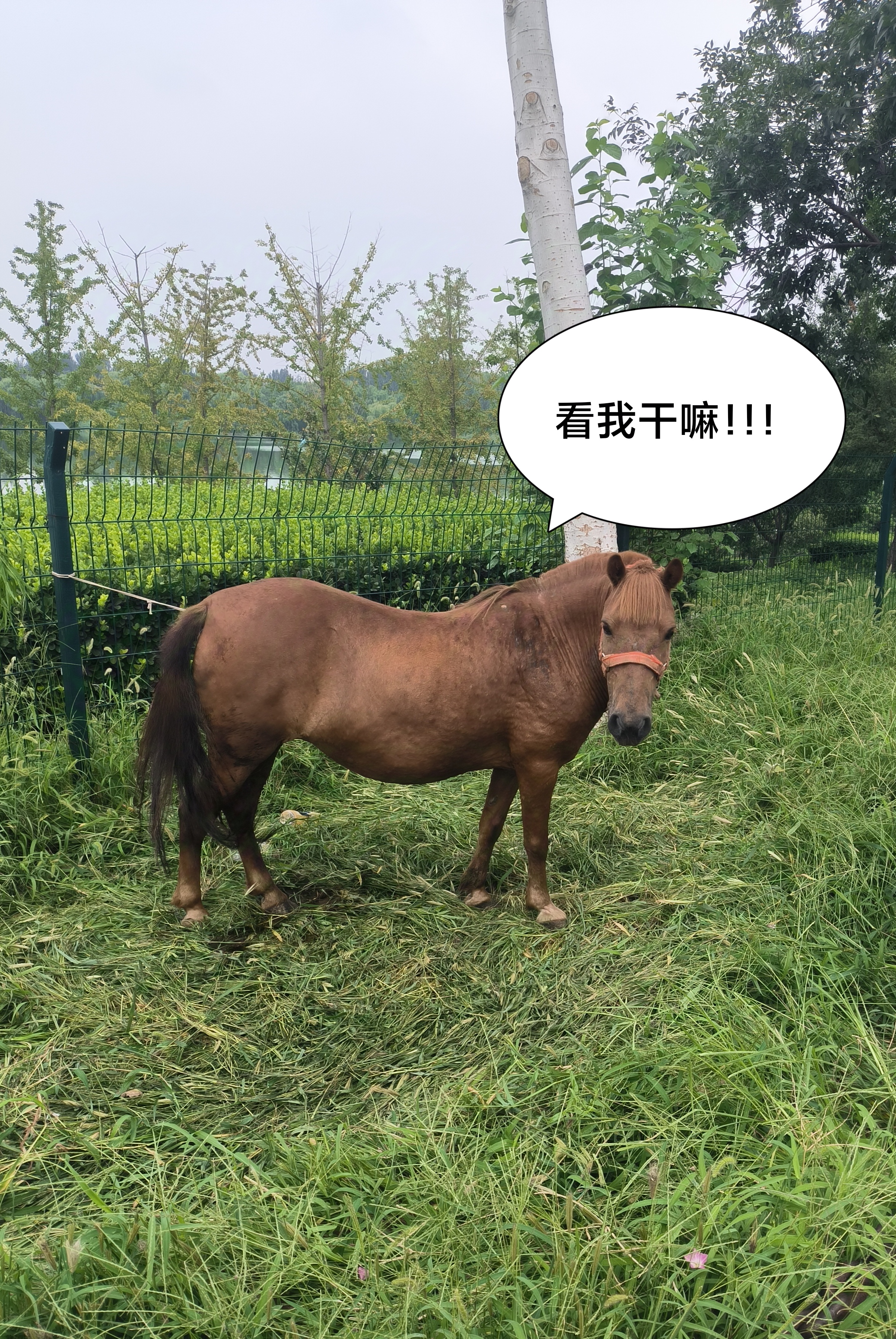 带状公园偶遇马哥