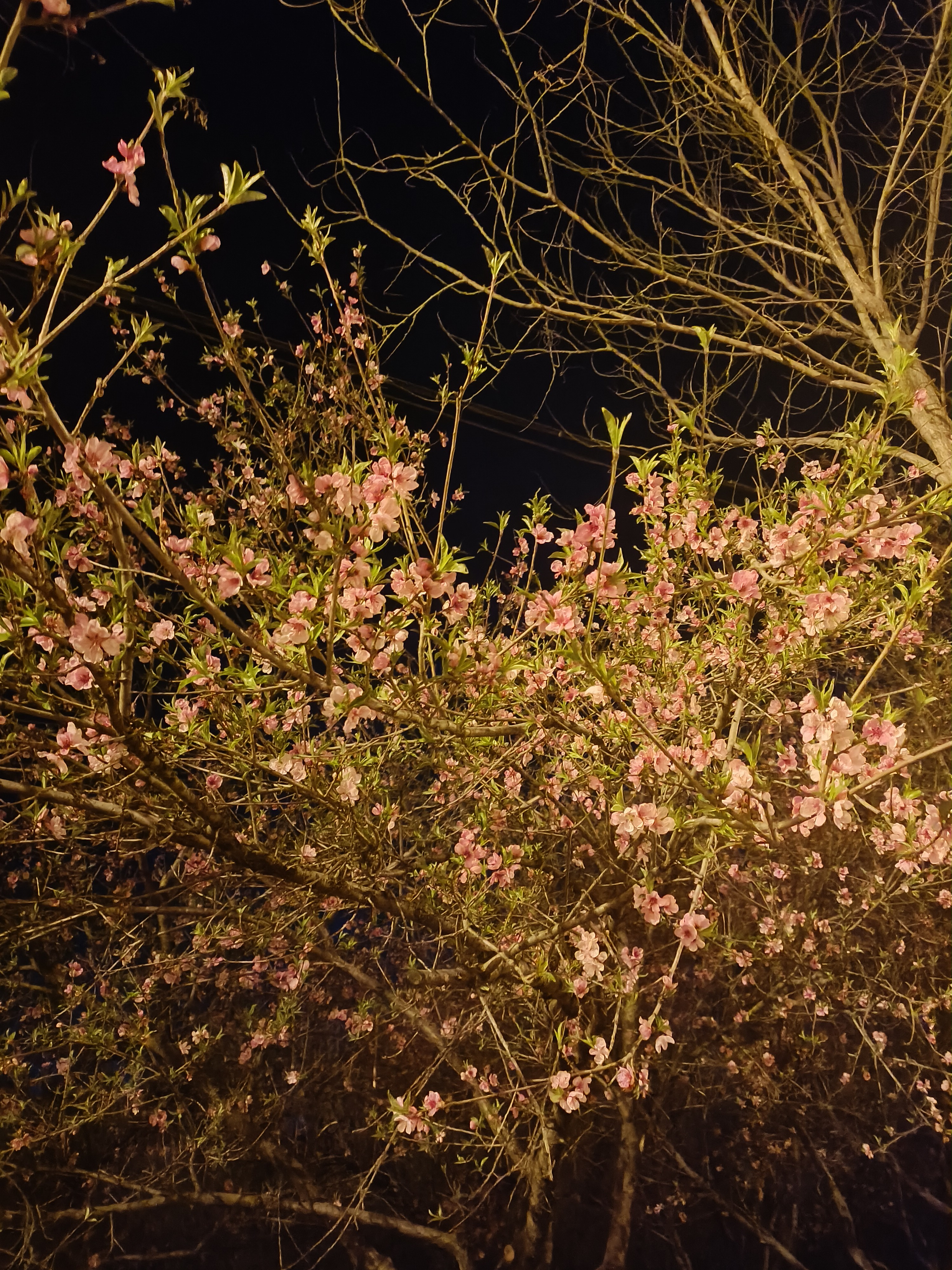 An image to describe post