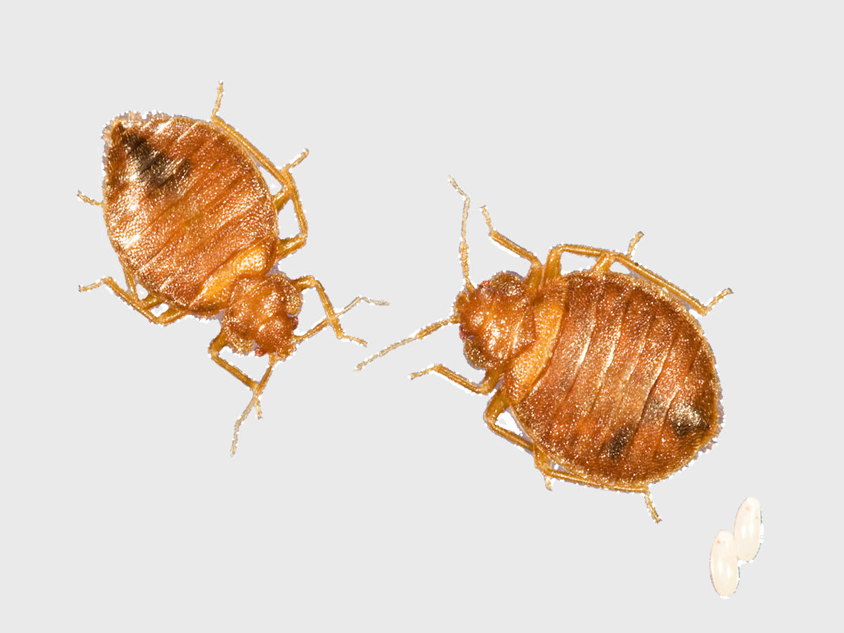 bed bug exterminator near me