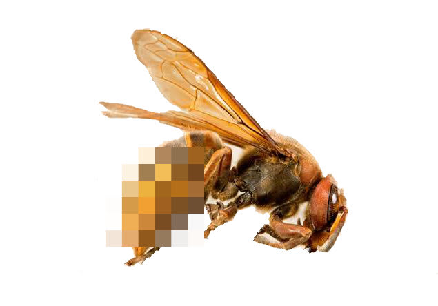bee & wasp exterminator near me