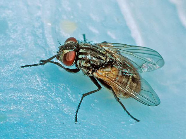 fly exterminator near me