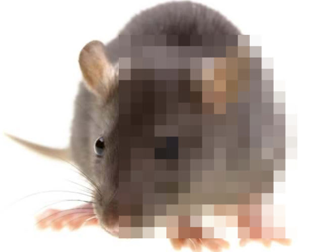rat & mouse exterminator near me