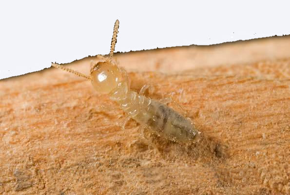 termite exterminator near me