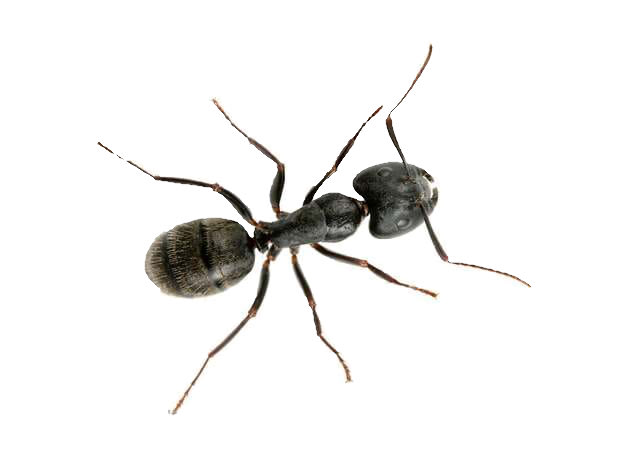 ant exterminator near me