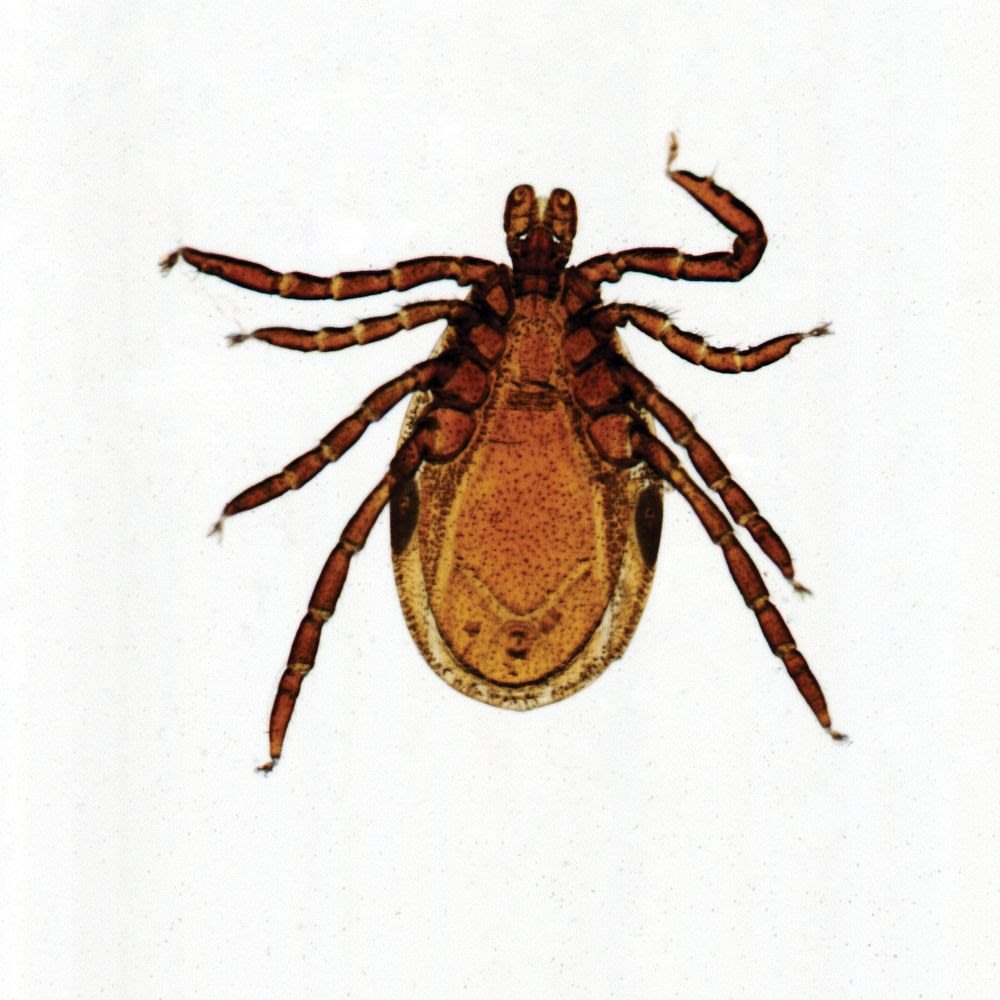 Pest Control Brownsville Fleas & Ticks