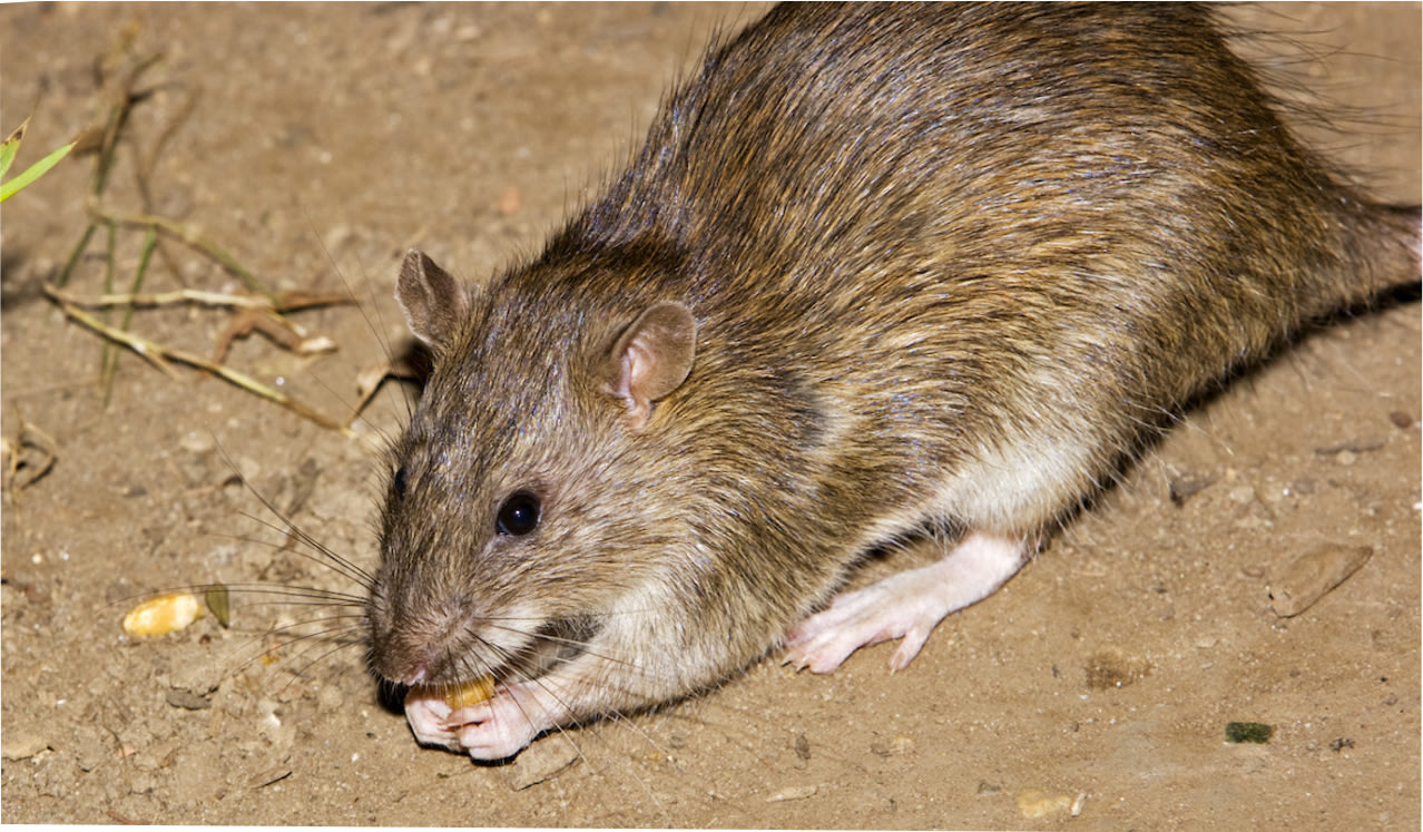 rat & mouse exterminator near me
