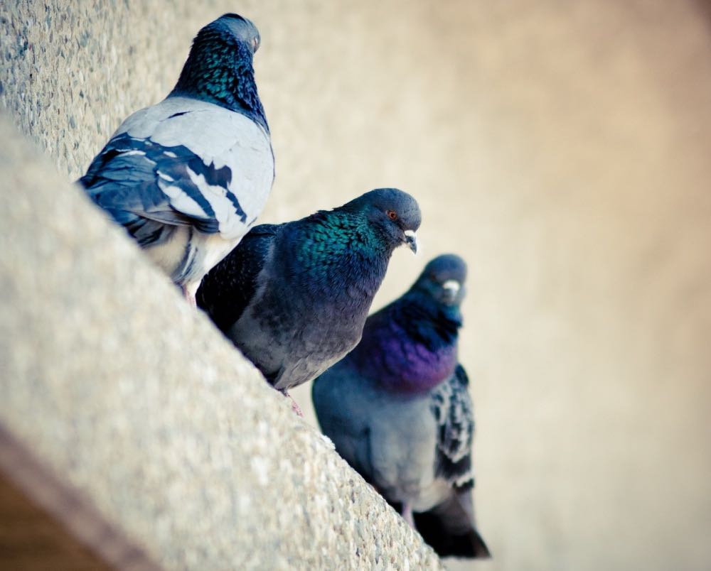 pigeon removal near me