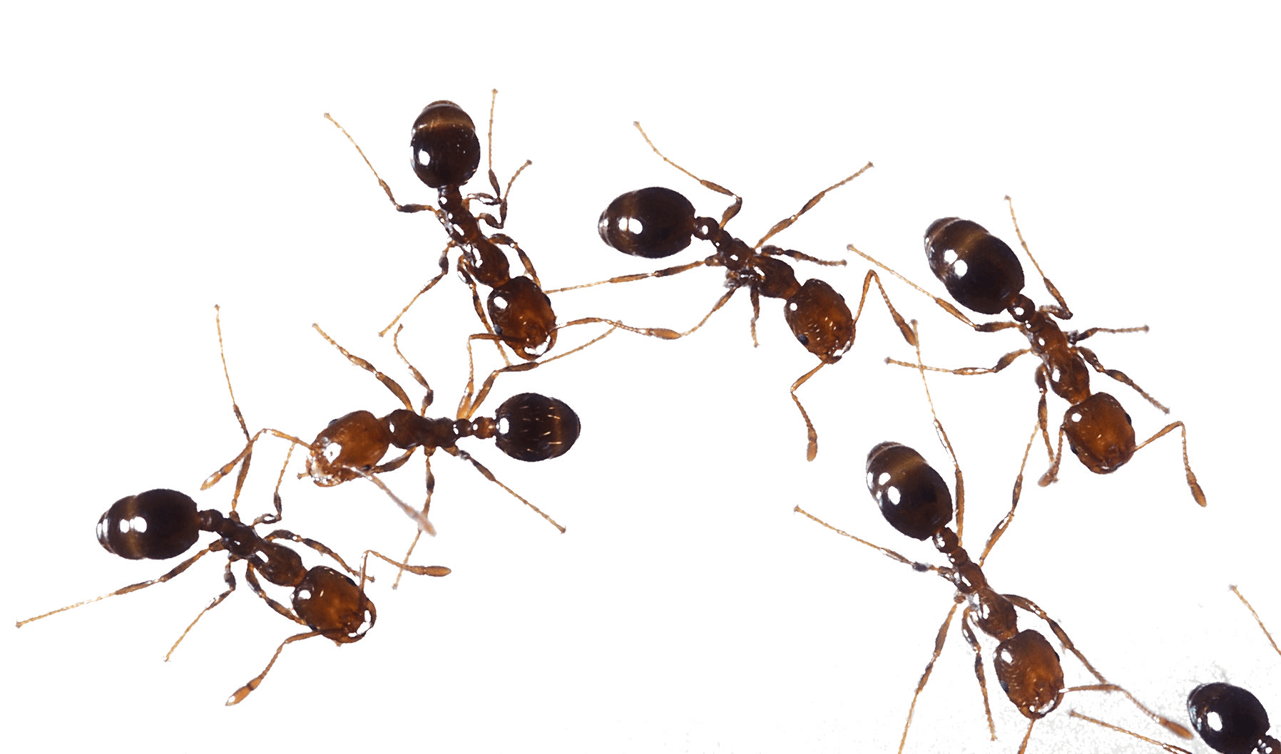 ant exterminator near me