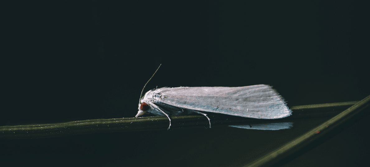 https://res.cloudinary.com/dbzo4mz7l/image/upload/v1680813677/ecology/insects/clothing_moth_3.2_flip.png
