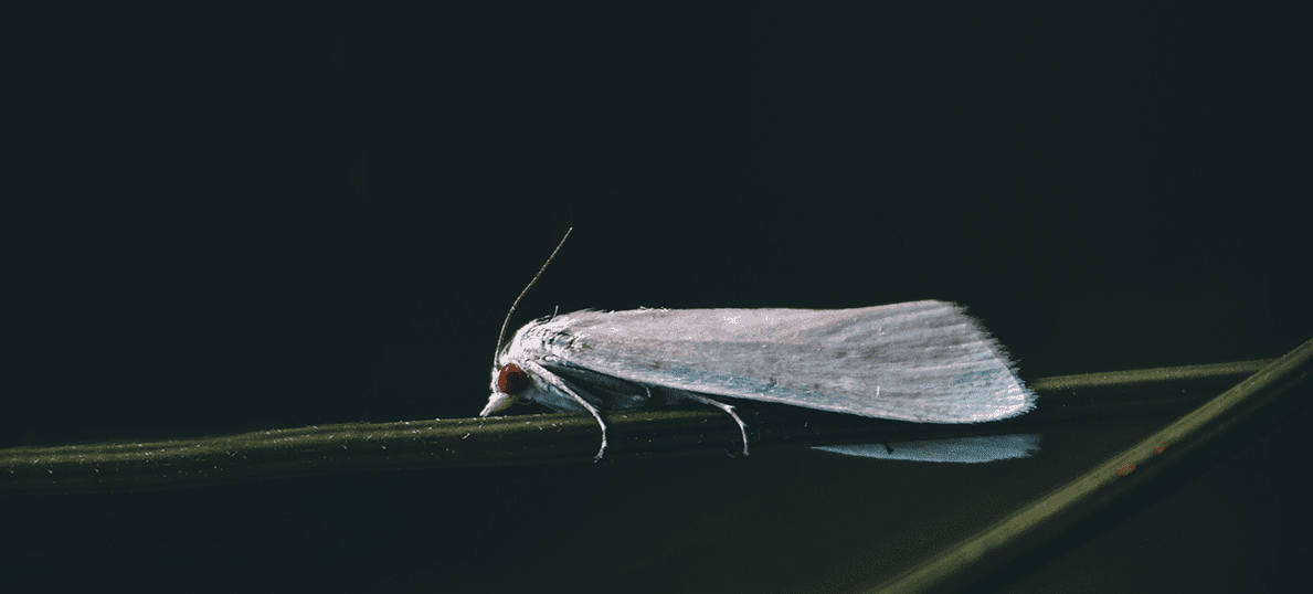 The Webbing Clothes Moth - A Homeowners Guide