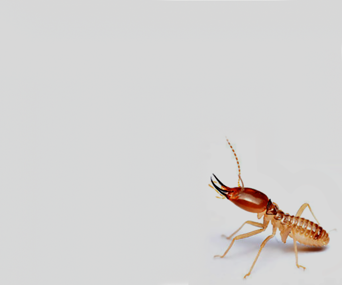 Termite Exterminators - Call Now (718) 972-1040