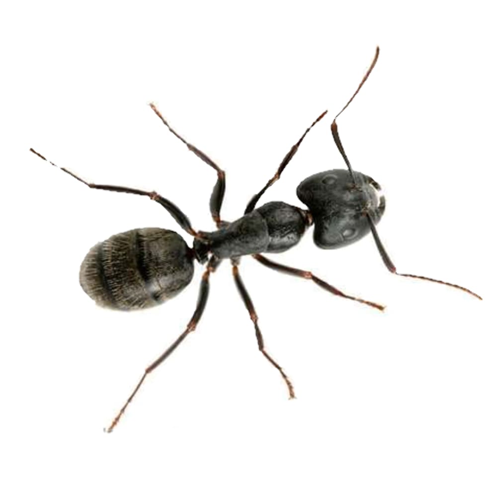 pavement ant exterminator near me