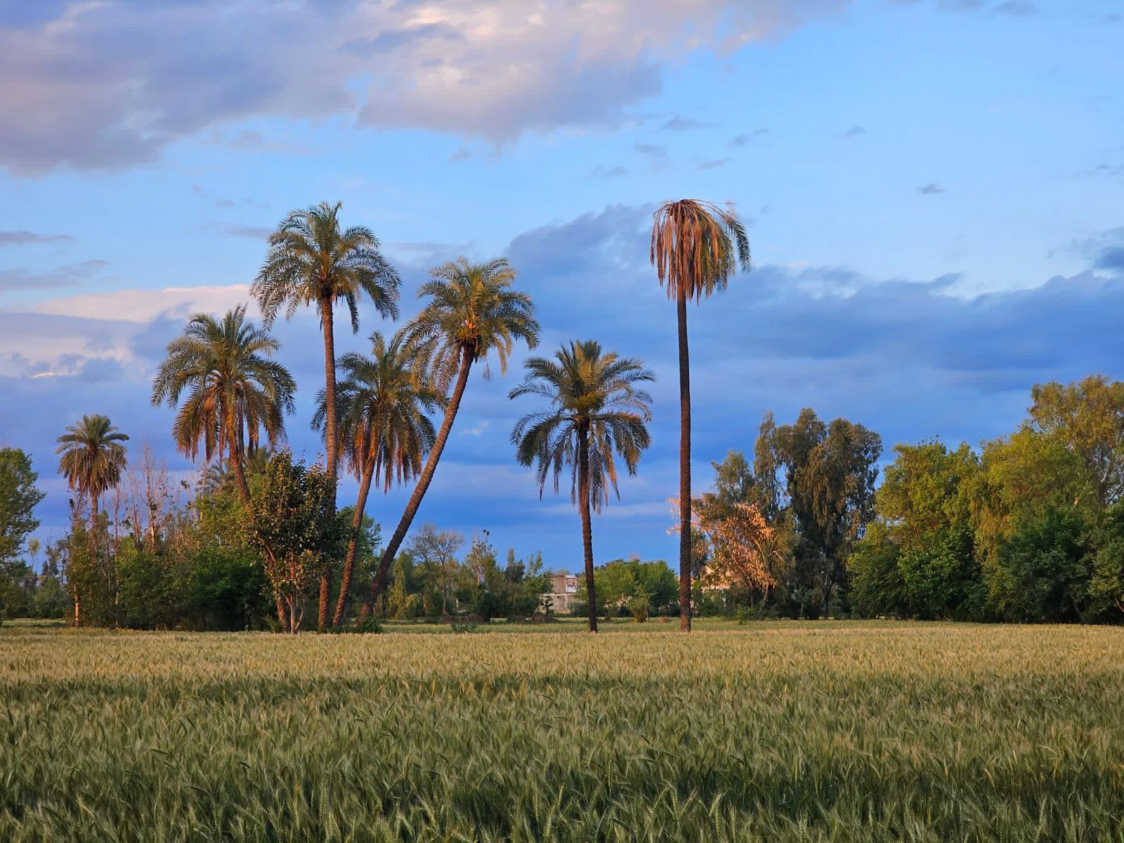 The Greenery of Surrani