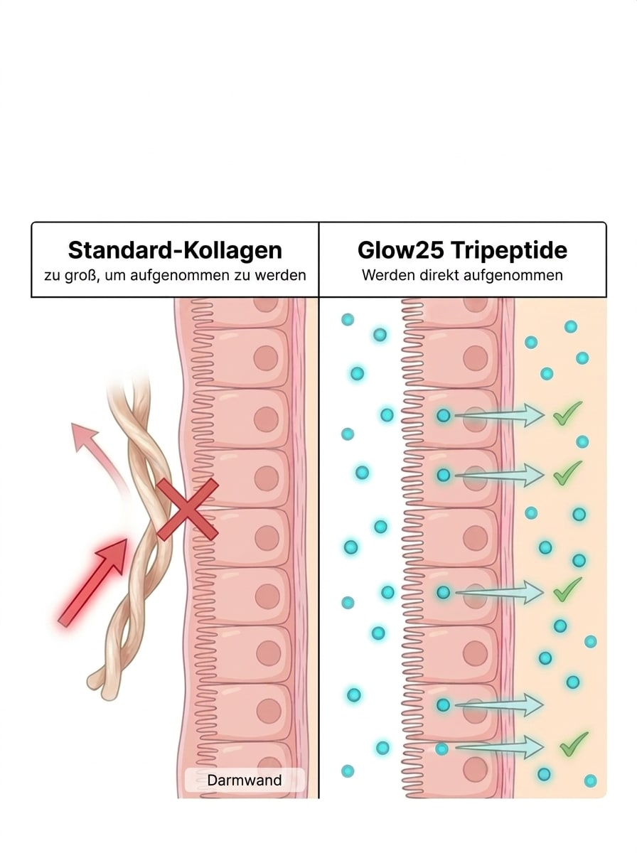 Vergleich: normales Kollagen vs. Glow25-Tripeptide – direkte Aufnahme durch die Darmwand