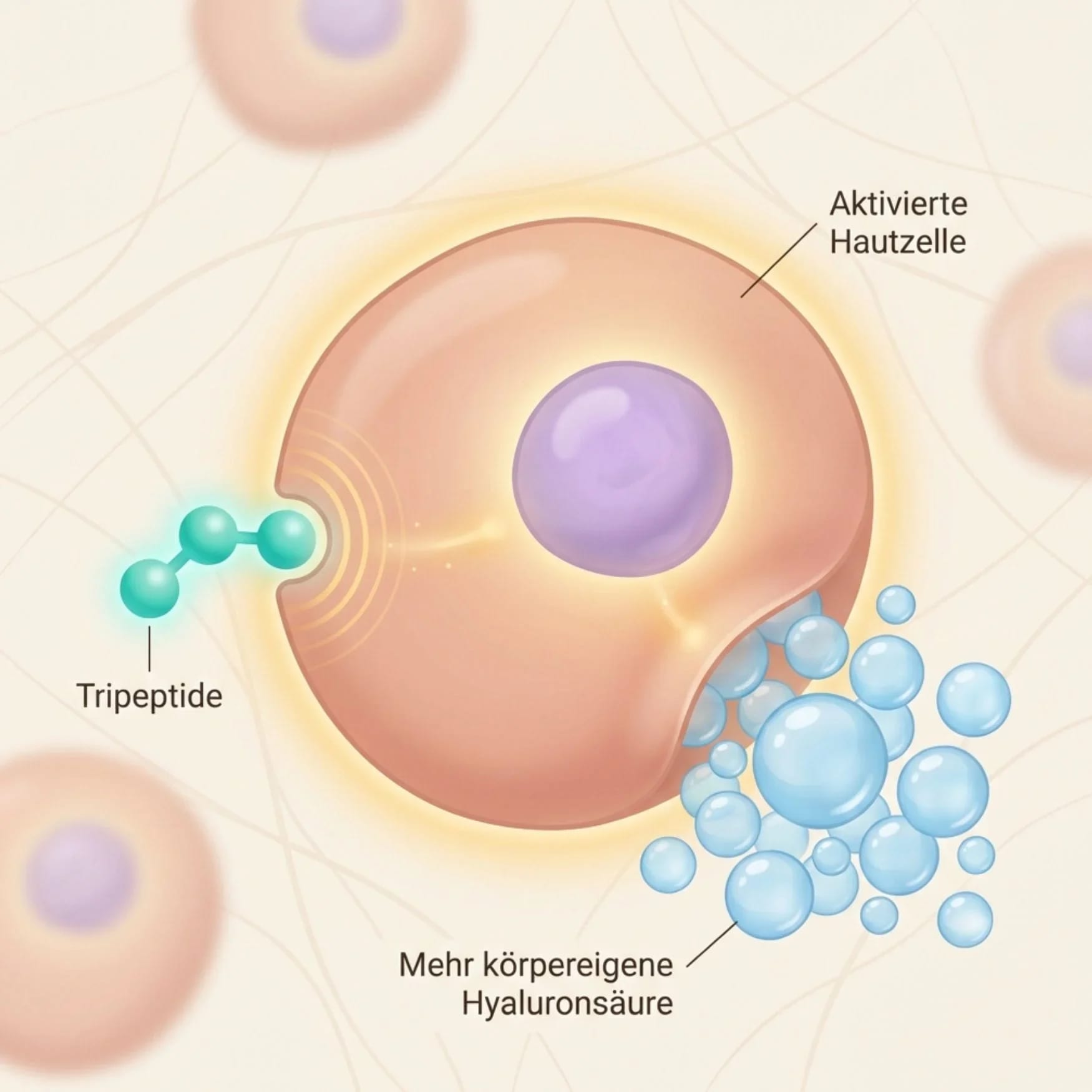 Die Tripeptide binden an die Hautzelle und aktivieren die natürliche Hyaluronsäure