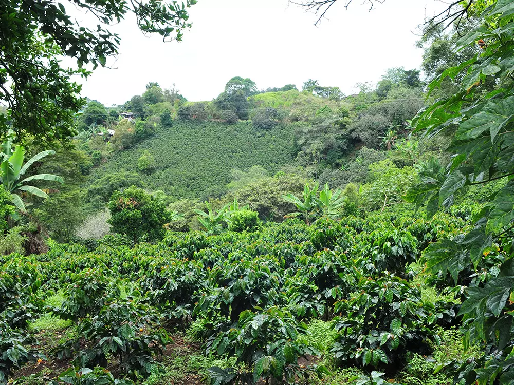 A picture from our farm, plants of coffee