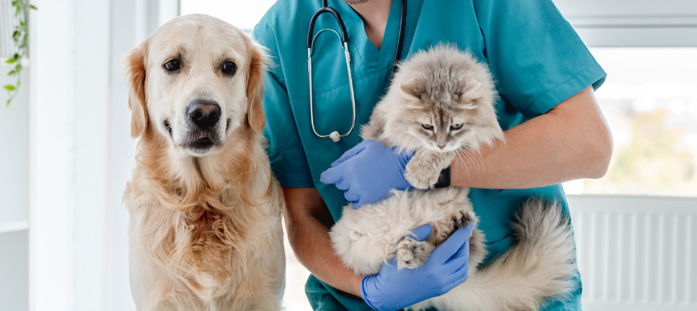 Imagen de Técnico Laboral en Asistente Veterinario