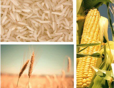 Collage of rice grains, wheat stalks, and fresh corn on the cob