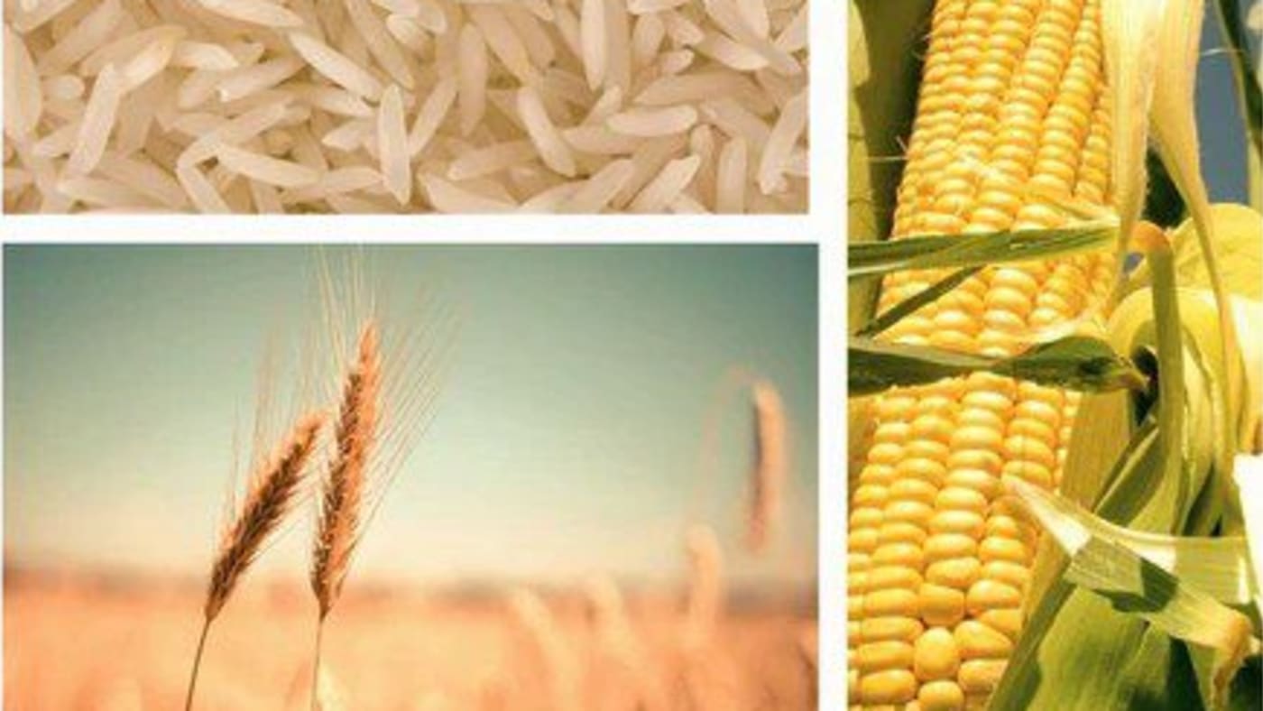 Collage of rice grains, wheat stalks, and fresh corn on the cob