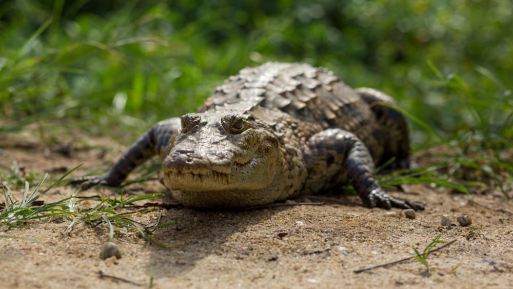 Crocodiles, considered sacred and protected in parts of Ghana