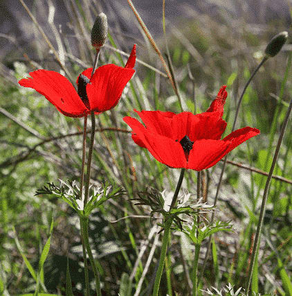 flowers 4865443 640 חוף צוקי ים פרחים