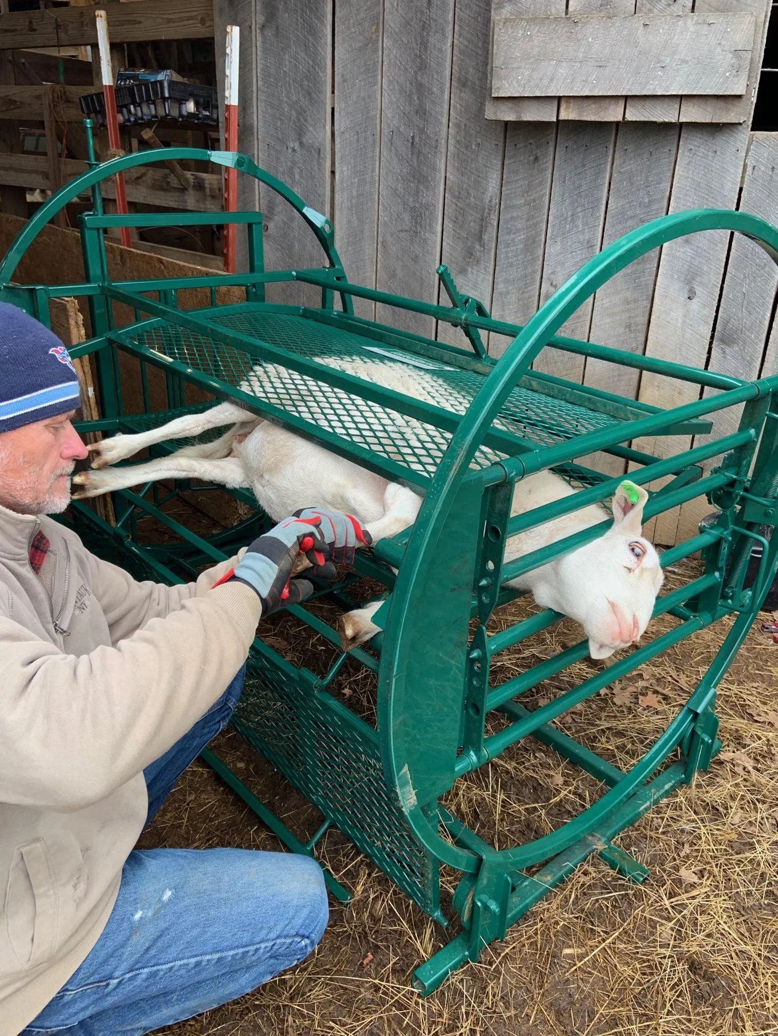 SG300 Sheep & Goat Handling System | Efficient Handling