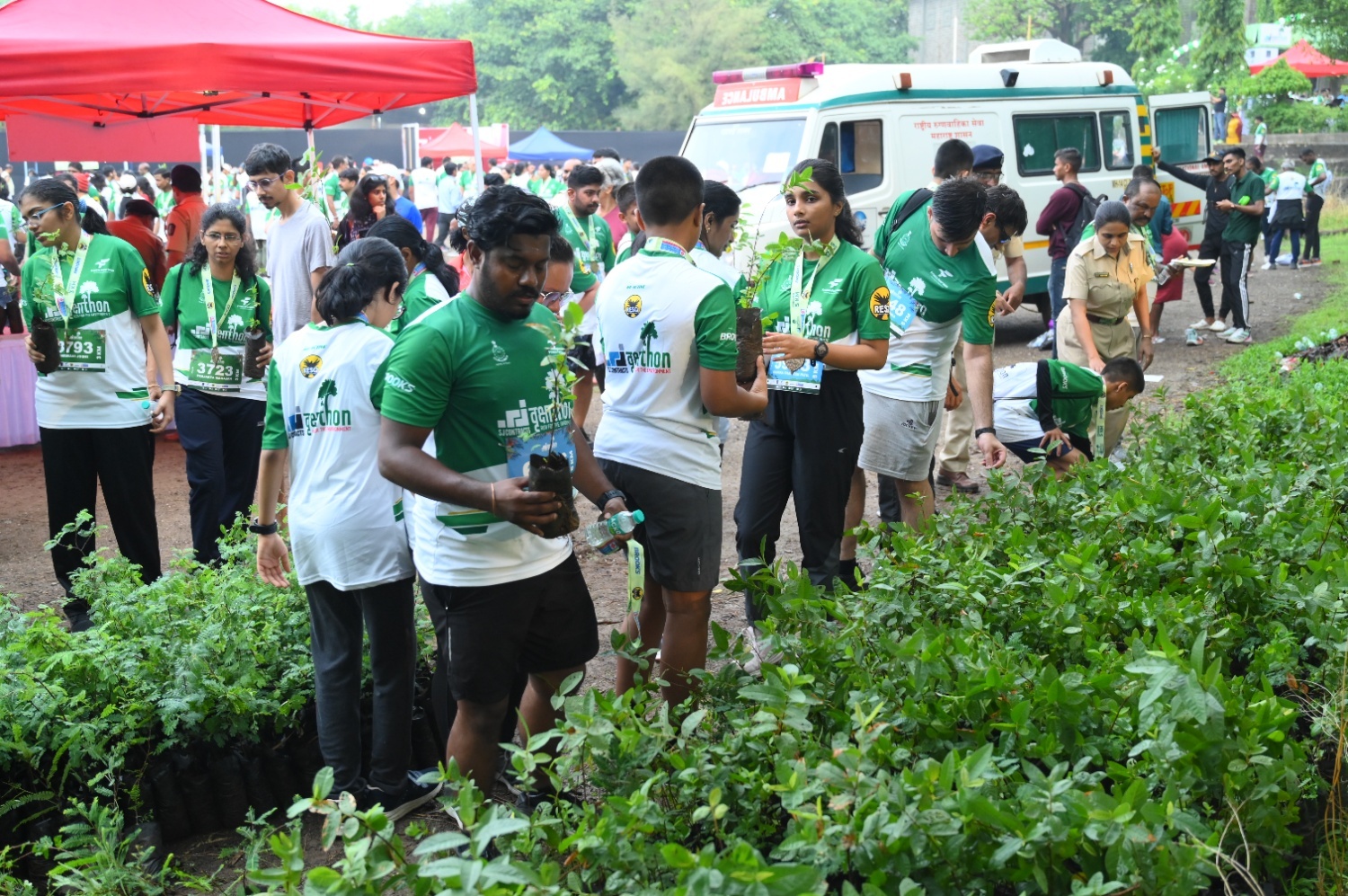 Tree Plantation