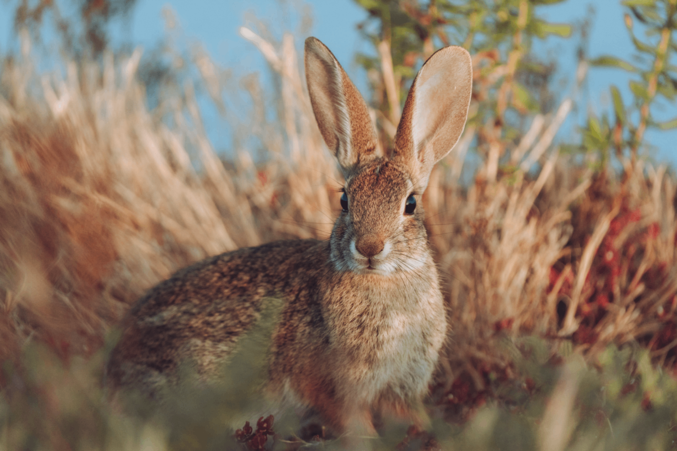 Rabbit