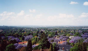 Houghton, Johannesburg, Jacaranda