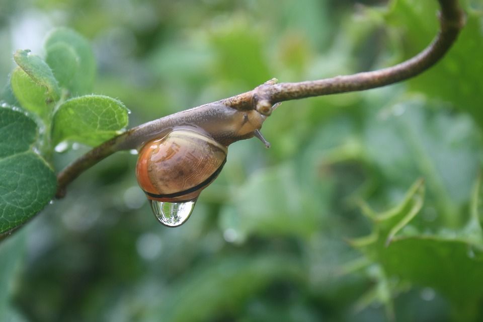 snail-3462934_960_720.jpg