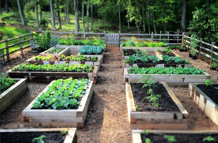 Organic Vegetable Garden Setup