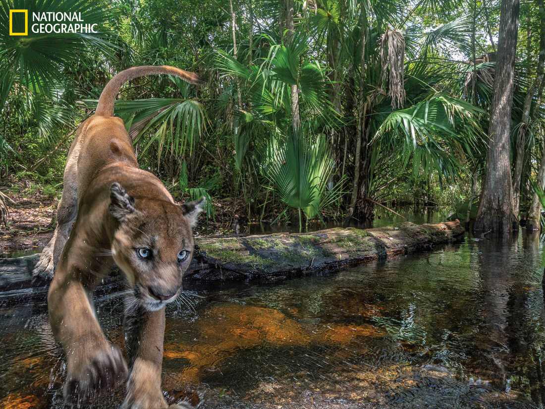 10 Endangered Species Making a Comeback