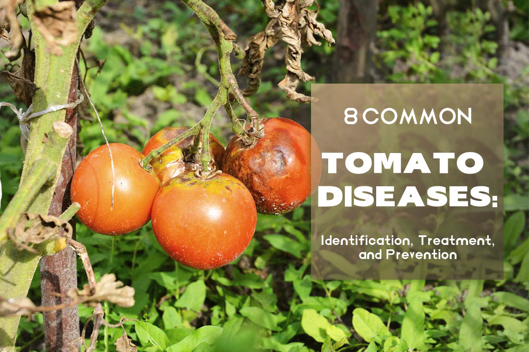 Identifying and Treating Tomato Blight