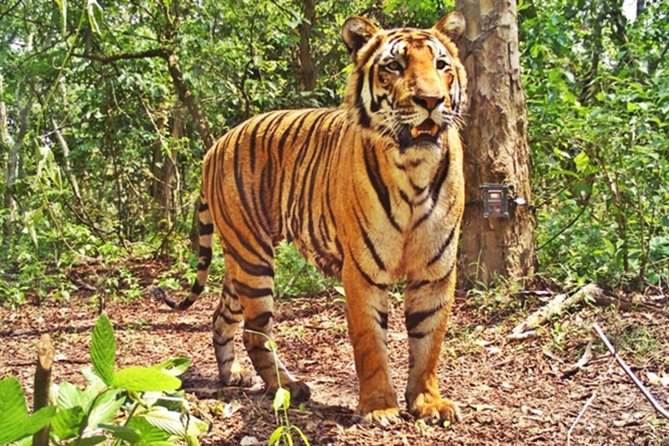 Virtual Tour: Bandipur Tiger Reserve