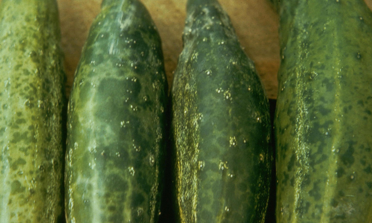 Cucumber Mosaic Virus