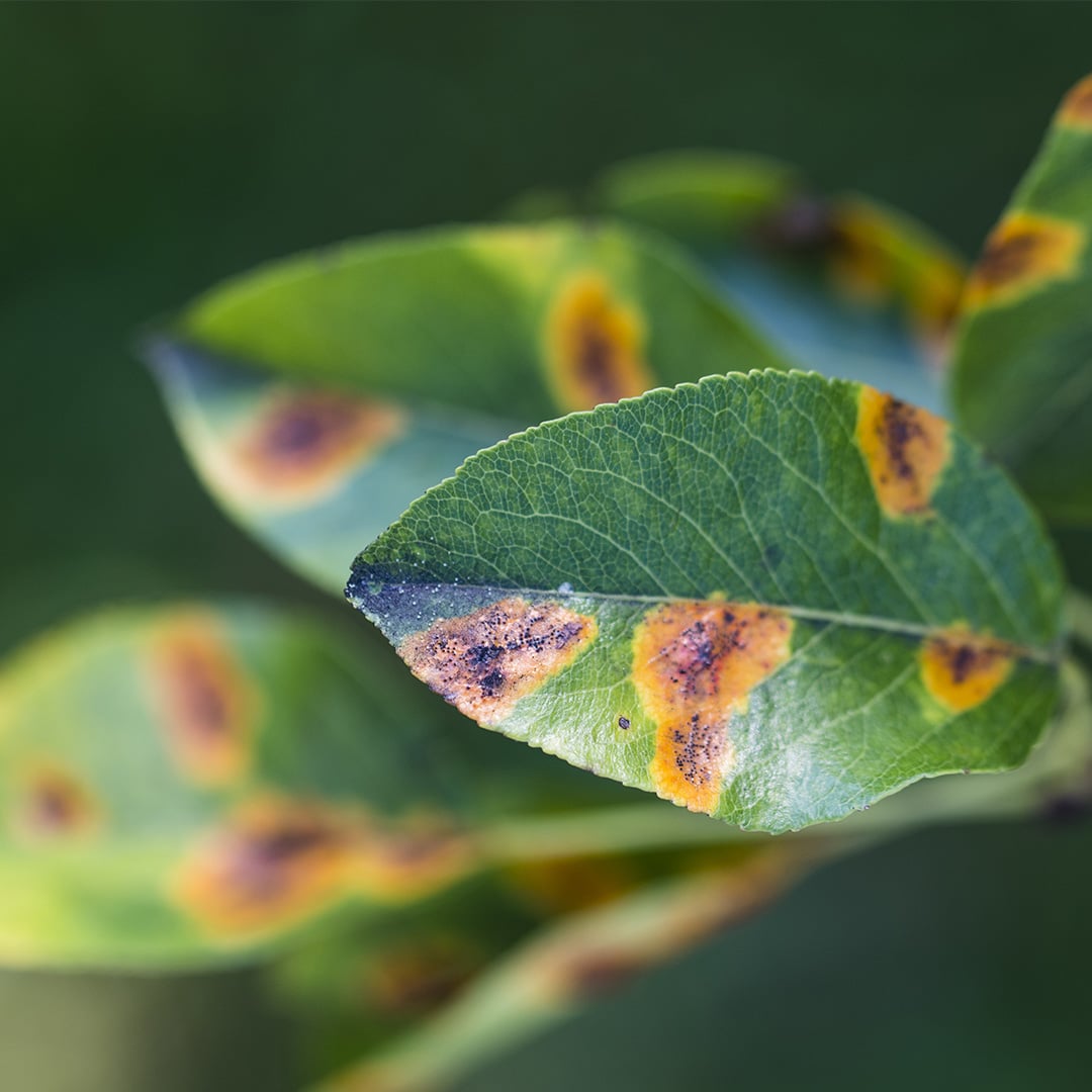 Fire Blight in Fruit Trees: Prevention and Control