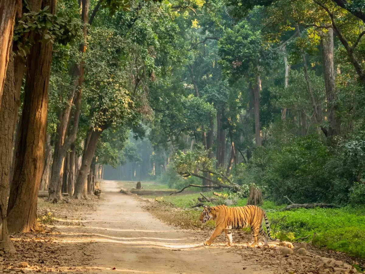 Jim Corbett National Park