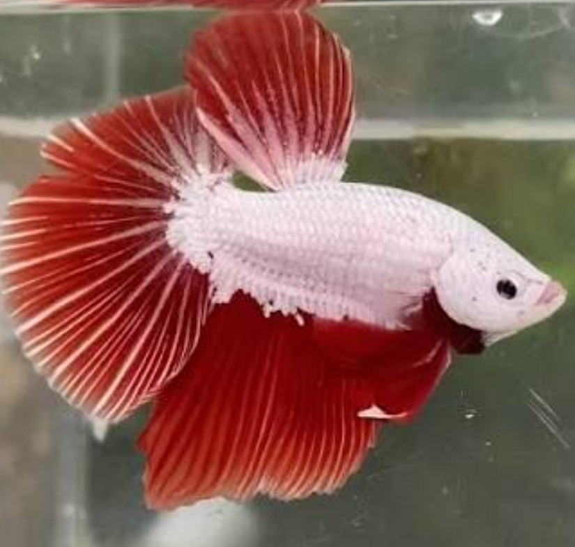 PECES BETTAS MACHO