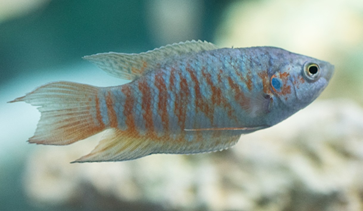 PECES GURAMI PARAISO