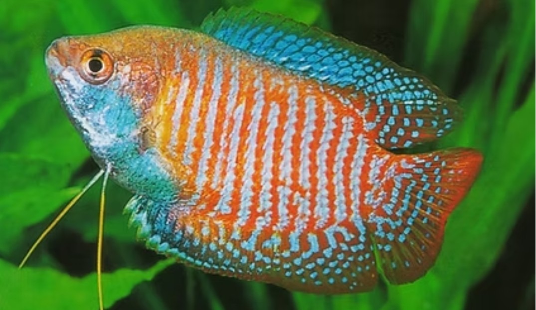 PECES COLISSA LALIA