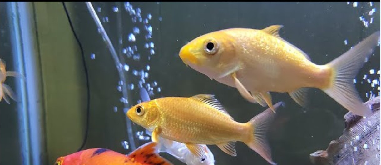 PECES KOI DE VELO