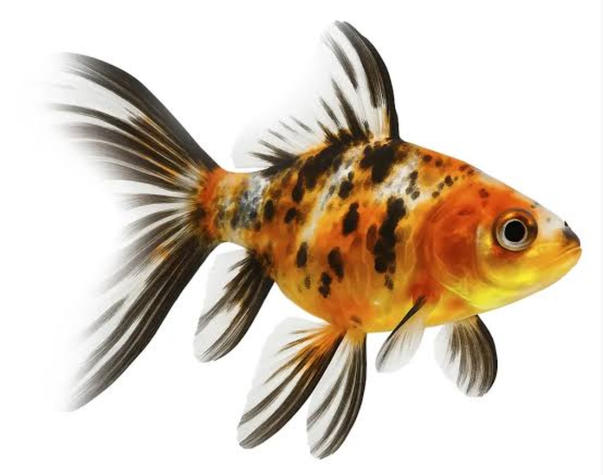 PECES GOLDFISH CALICOS