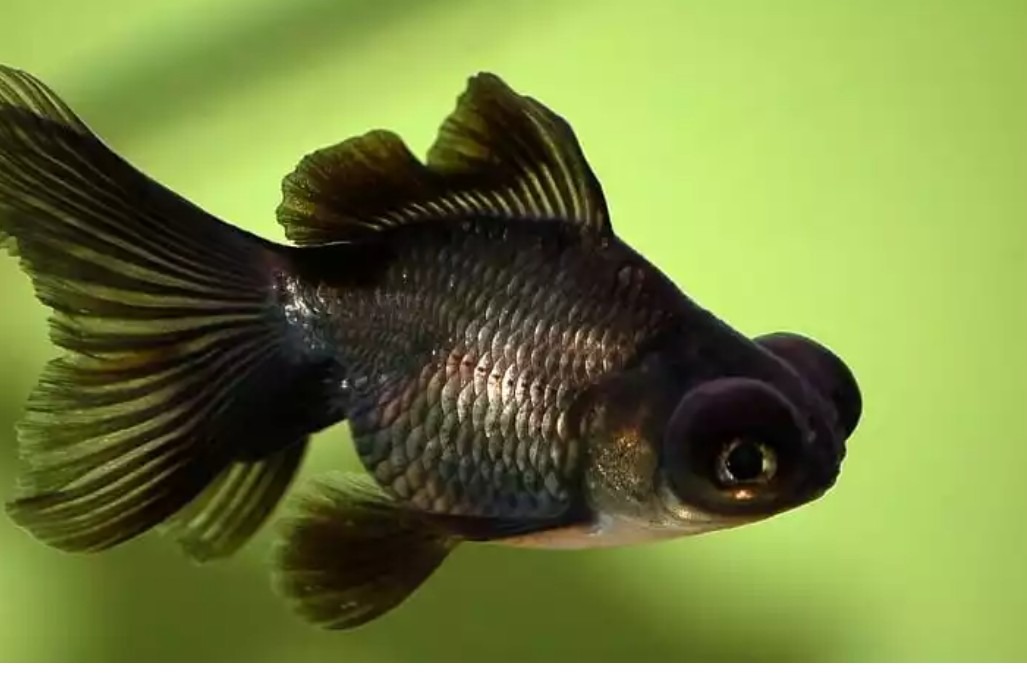 PECES BAILARINA NEGRA TELESCOPICA