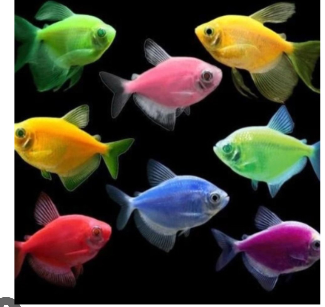 PECES MONJAS NEON COLORES SURTIDOS