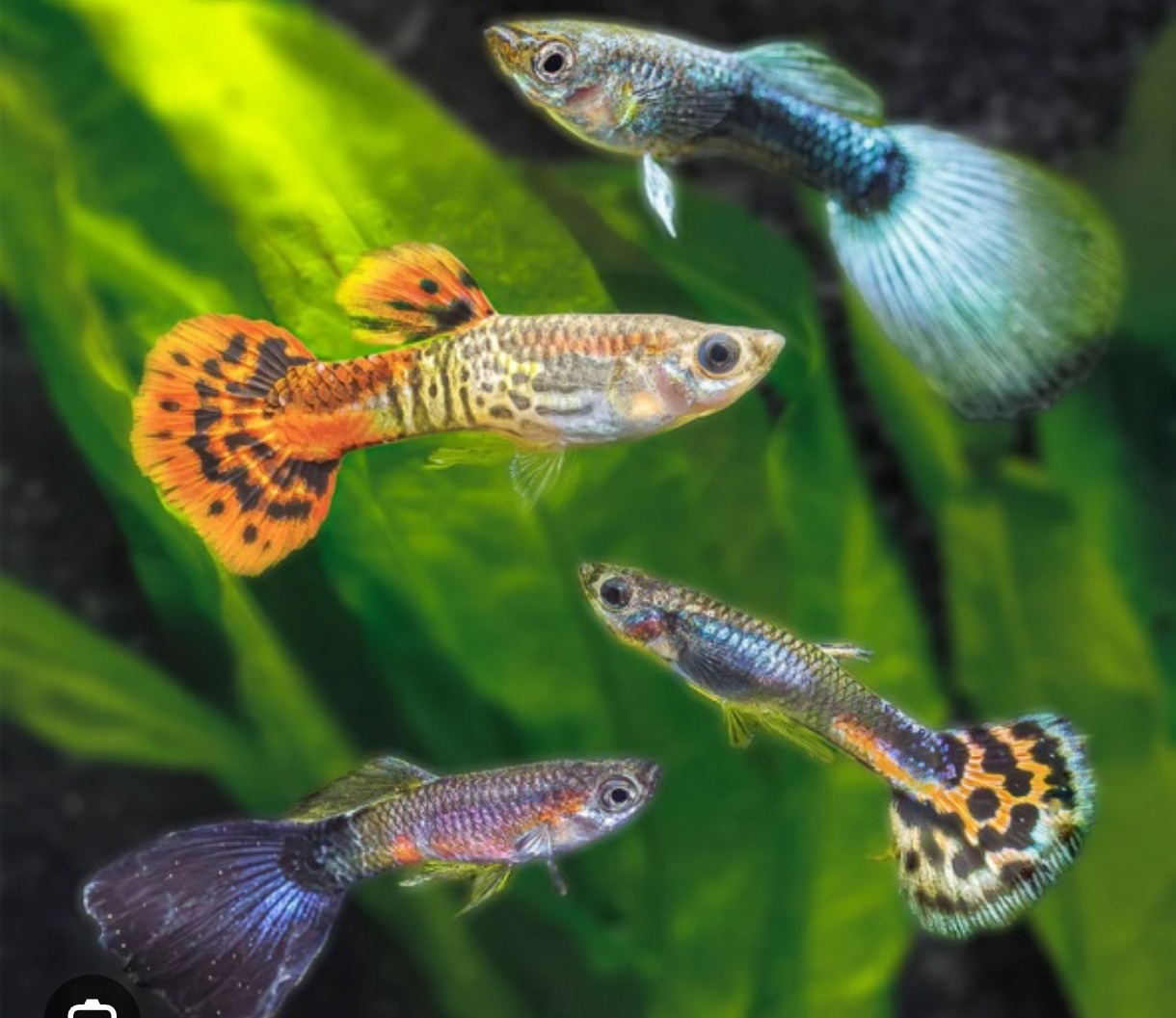 PECES GUPPYS MACHOS Y HEMBRAS