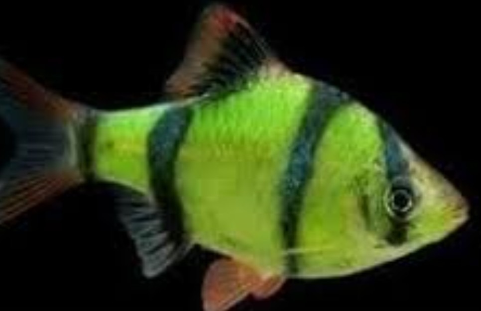 PECES BARBUS SUMATRANO VERDE